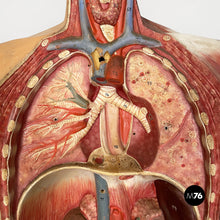 画像をギャラリービューアに読み込む, Anatomical mannequin, 1960s