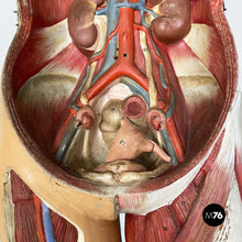 画像をギャラリービューアに読み込む, Anatomical mannequin, 1960s