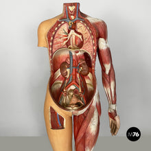 画像をギャラリービューアに読み込む, Anatomical mannequin, 1960s