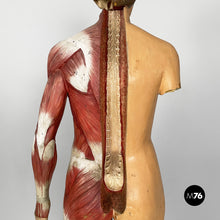 画像をギャラリービューアに読み込む, Anatomical mannequin, 1960s
