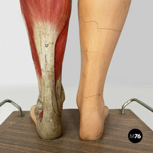 画像をギャラリービューアに読み込む, Anatomical mannequin, 1960s