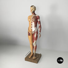 画像をギャラリービューアに読み込む, Anatomical mannequin, 1960s