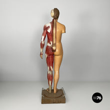画像をギャラリービューアに読み込む, Anatomical mannequin, 1960s