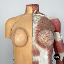 画像をギャラリービューアに読み込む, Anatomical mannequin, 1960s