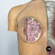 画像をギャラリービューアに読み込む, Anatomical mannequin, 1960s