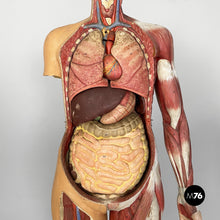 画像をギャラリービューアに読み込む, Anatomical mannequin, 1960s