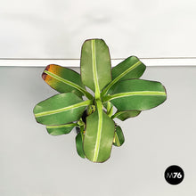 Load image into Gallery viewer, Wooden sculpture of a banana plant, 1950s