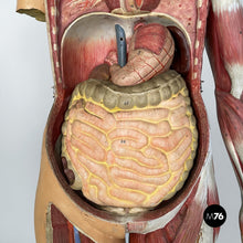 画像をギャラリービューアに読み込む, Anatomical mannequin, 1960s
