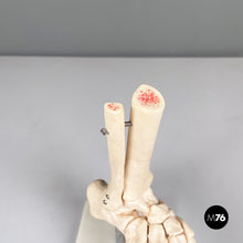 Load image into Gallery viewer, Scientific anatomical model of the foot bones in plastic, 2000s
