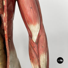 画像をギャラリービューアに読み込む, Anatomical mannequin, 1960s
