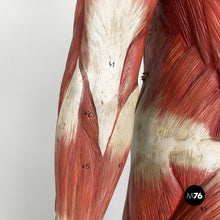 画像をギャラリービューアに読み込む, Anatomical mannequin, 1960s
