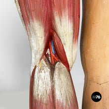 画像をギャラリービューアに読み込む, Anatomical mannequin, 1960s
