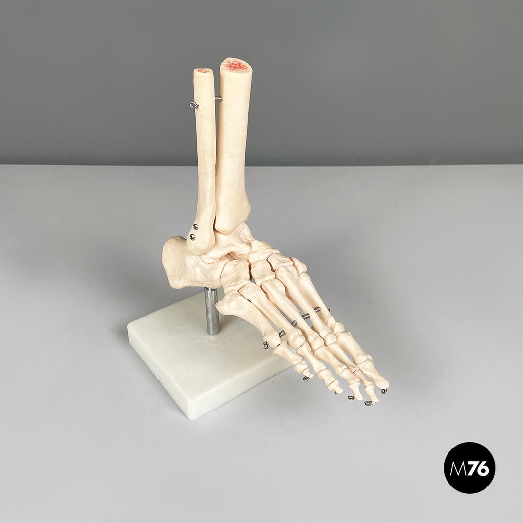 Scientific anatomical model of the foot bones in plastic, 2000s