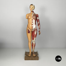 画像をギャラリービューアに読み込む, Anatomical mannequin, 1960s
