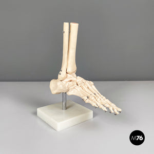 Scientific anatomical model of the foot bones in plastic, 2000s