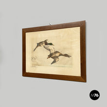 Carica l'immagine nel visualizzatore di Gallery, Painting of ducks on paper, 1960s
