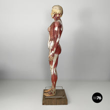 画像をギャラリービューアに読み込む, Anatomical mannequin, 1960s

