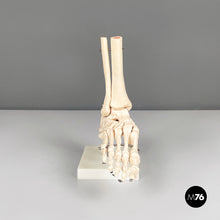 Load image into Gallery viewer, Scientific anatomical model of the foot bones in plastic, 2000s
