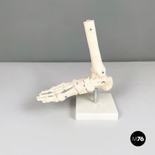 将图片加载到图库查看器，Scientific anatomical model of the foot bones in plastic, 2000s

