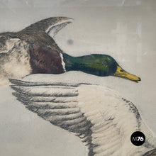 Carica l'immagine nel visualizzatore di Gallery, Painting of ducks on paper, 1960s
