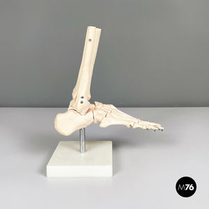 Scientific anatomical model of the foot bones in plastic, 2000s