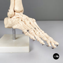 Load image into Gallery viewer, Scientific anatomical model of the foot bones in plastic, 2000s
