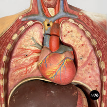画像をギャラリービューアに読み込む, Anatomical mannequin, 1960s
